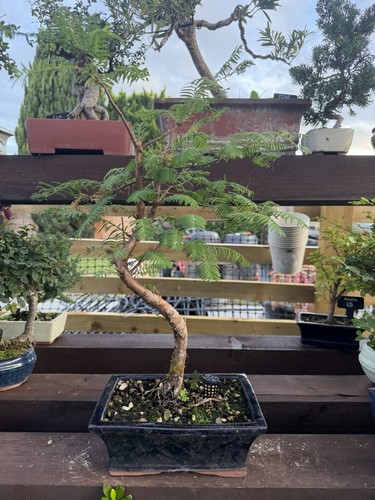 Dawn redwood bonsai - dawn,