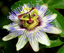 Passion Flower (Passiflora