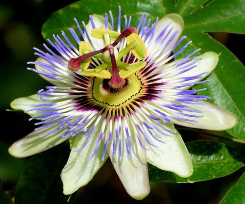 Passion flower passiflora - passion, (passiflora