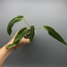 Anthurium Warocqueanum Rare House Plant #8
