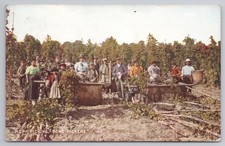 Hop Picking, Home Pickers, Kent, animated group at bins, Edwardian