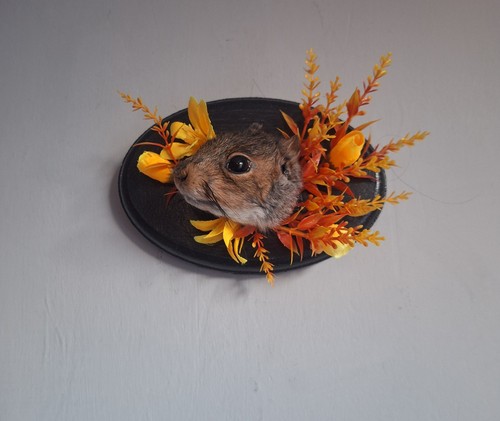 Taxidermy squirrel head mount - squirrel,