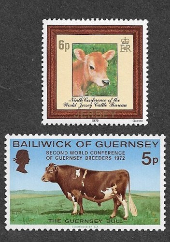 Cows bulls jersey guernsey - cows,