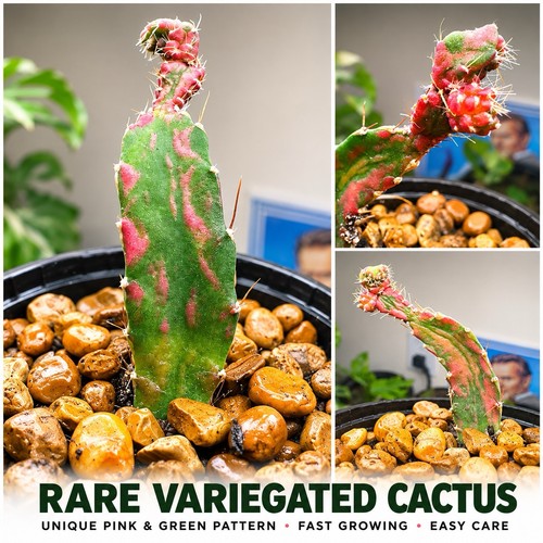 Variegated chimera dragon - variegated,