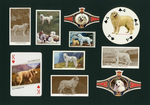 Pyrenean mountain dog mounted - pyrenean,