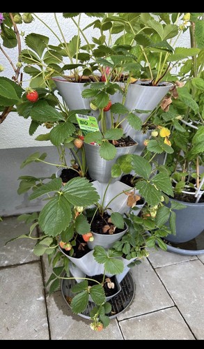 Stackable strawberry planters - strawberry,