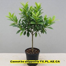 Australian Red Lime Tree  in