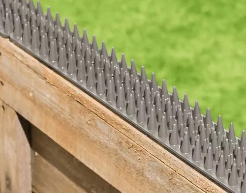 Bird spikes pigeon - bird, deterrent