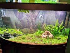 Fluval Vicenza 260L Aquarium With Black Stand Fish Tank + Fluval UV Sterilizer