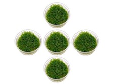 5 Java Moss Portions Live