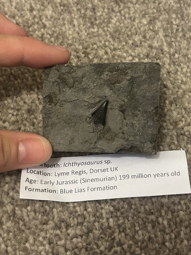 Charmouth dorset ichthyosaur - charmouth,