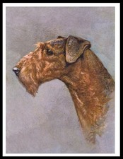 Airedale terrier dog - airedale,