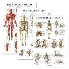 18" x 24" 3PCS UK Muscular and