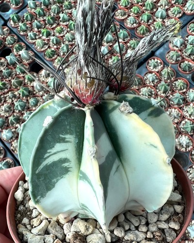 Astrophytum crassispinum
