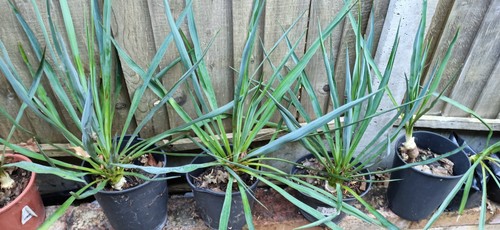 Yucca rostrata evergreen - rostrata, £5