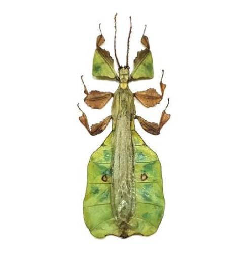 Phyllium pulchrifolium male - pulchrifolium,