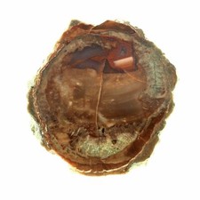 Lithophysis. 195.5 ct. Massif