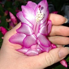 Pink Christmas Cactus Plant 2