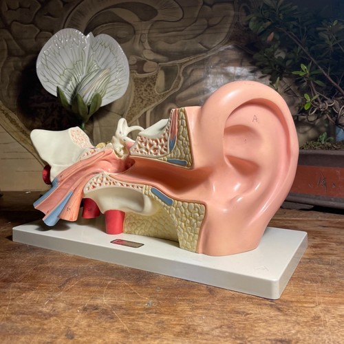 Vintage ear educational - ear, model