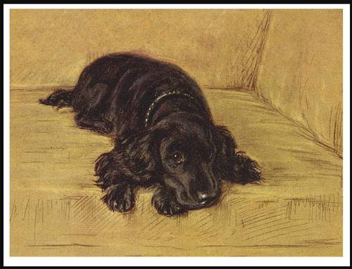 Cocker spaniel lying - spaniel, chair