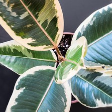 30-40cm Potted Ficus Tineke | Premium Indoor Rubber Plant Gift for Sale