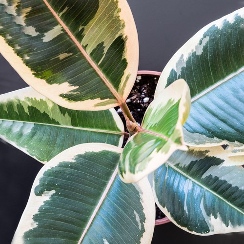 40cm potted ficus tineke - tineke, |