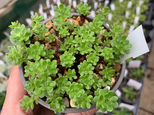 Rhodiola saxifragoides aka - rhodiola,