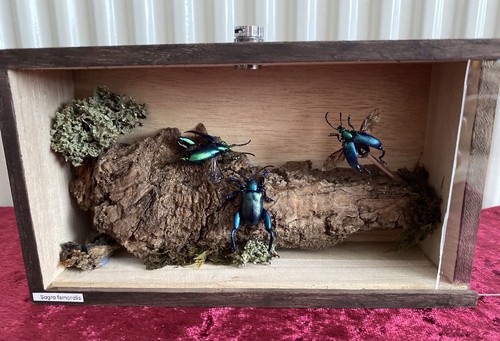 Frog legged beetles sagra - frog, beetles-