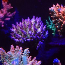 Pinky The Bear Sps Coral Frags
