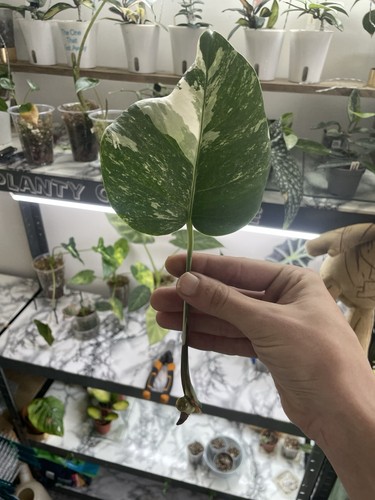 Monstera albo highly - monstera,