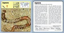 Lugworm - Annelids - 1970's Rencontre Safari Wildlife Card