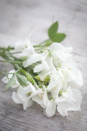 White royal family - royal, sweet