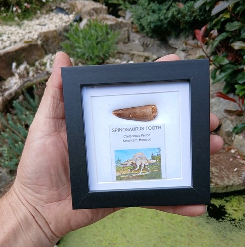 Fossil spinosaur tooth - fossil,
