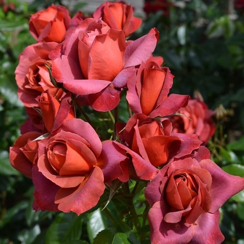 Hot chocolate rose 4l pot - chocolate,