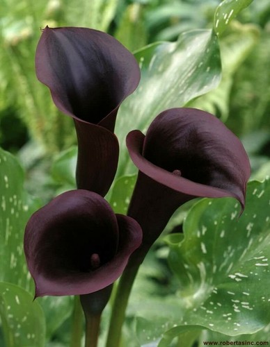 Black calla lily - 🌺🌺,