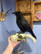 Taxidermy carrion crow - taxidermy, on