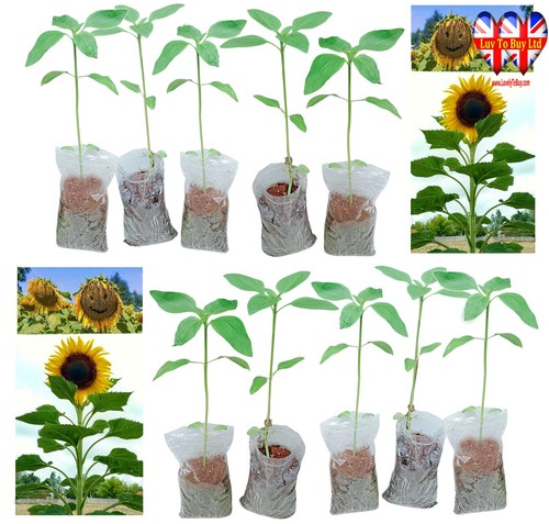 Sunflower plug plants - sunflower,