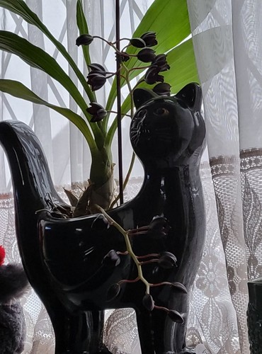 Catasetum monnierara - catasetum,