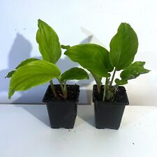 Thai Black Ginger 1  Plant,  Thai ginseng, Kaempferia parviflora