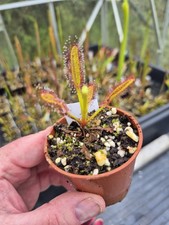 Drosera Hercules   6cm potted