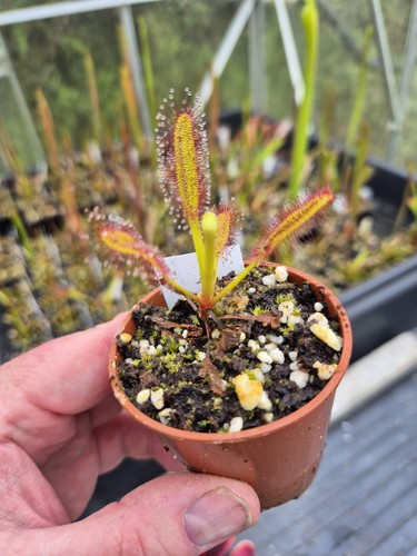 Drosera hercules 6cm potted - ,