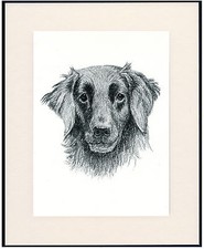 FLAT COATED RETRIEVER OLD 1935 DOG HEAD STUDY PRINT BY C FRANCIS WARDLE MOUNTED