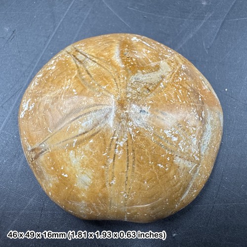 Pygurus urchin echinoid fossil - urchin,