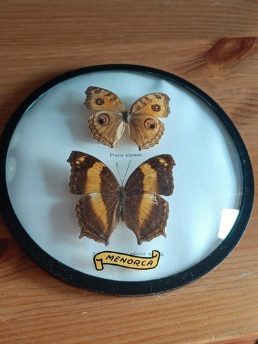 Vintage butterfly frame convex - vintage,