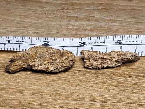 Two real hell creek dinosaur - two,