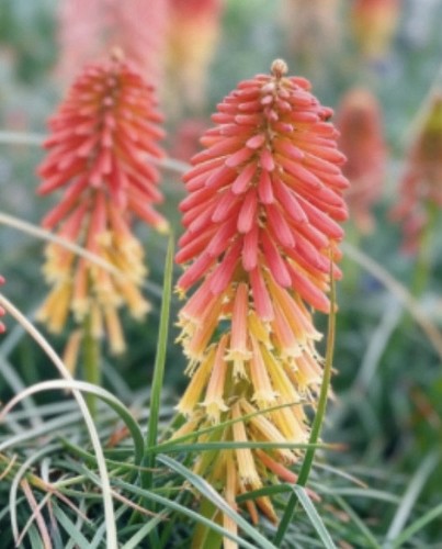 Red hot poker - seeds, (50