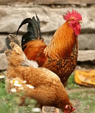 6 X Brown/cream Chicken  Eggs