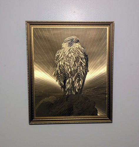 Peregrine falcon michael b - falcon, by