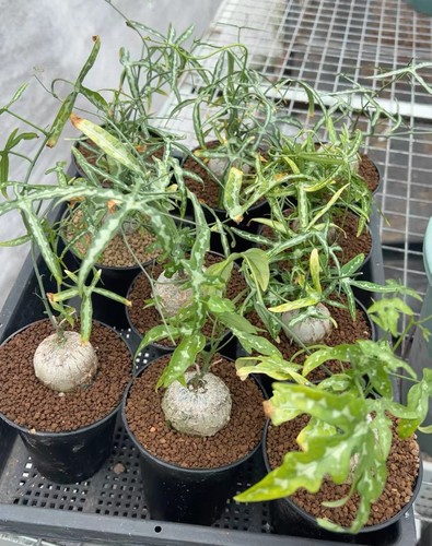 Rare live house plant - live, adenia