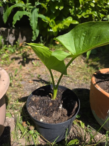 Calla lily zantedeschia plant - calla,
